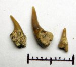 43970024 - Leptostyrax 43970024 - Leptostyrax