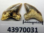 43970031 - крупный Palaeoanacorax