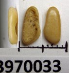 43970033 - Pycnodus