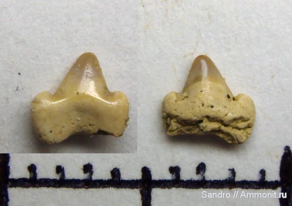 ?, squalus