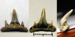 43970058 - Paraorthacodus recurvus