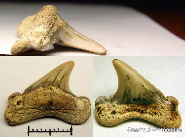 Cretoxyrhina, Cretoxyrhina denticulata