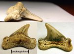 42970341 - Cretoxyrhina denticulata 42970341 - Cretoxyrhina denticulata
