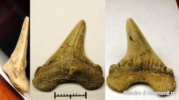Cretoxyrhina denticulata