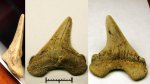 42970342 - Cretoxyrhina denticulata