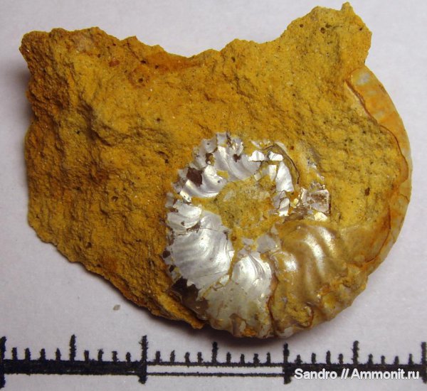 Sutneria