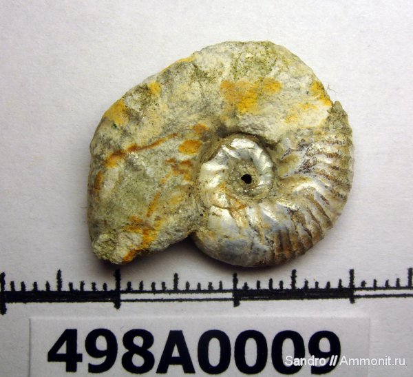 Sutneria