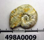 498A0009 - Sutneria
