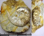 498A0017 - Sutneria