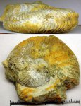 498A0021 - Aulacostephanus