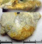 498A0025 - Aulacostephanus sp.