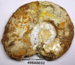 498A0032 - Aspidoceratidae