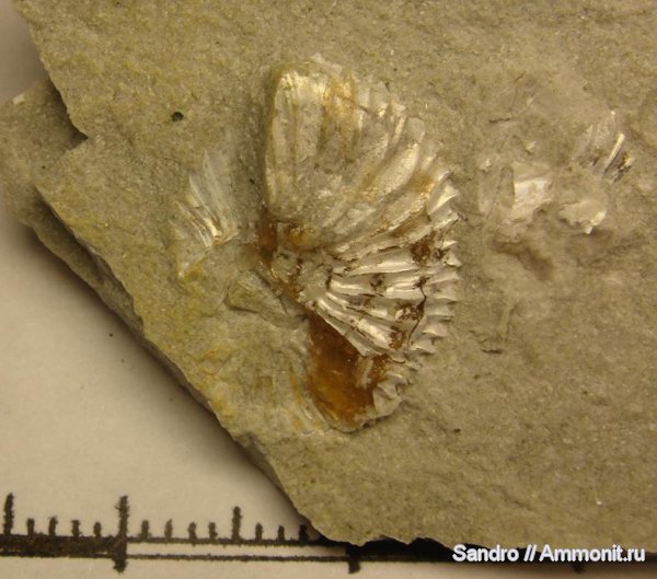 Amoeboceras