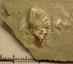 498A0038 - Amoeboceras sp.