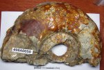 498A0050 - Aspidoceras