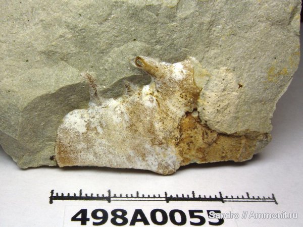 ?, Aspidoceras