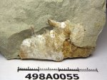 498A0055 - шипы аспидоцератида