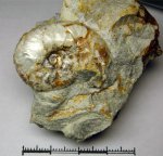 498A0056 - Sutneria