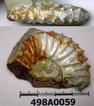 498A0059 - фрагмент Aulacostephanus