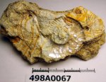 498A0067 - Sutneria с ушком