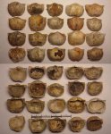 Брахиоподы Eomarginifera sp.