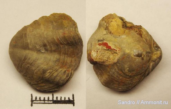 Athyris, Composita, Athyridida