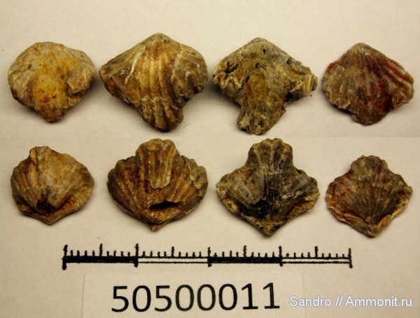 Camarotoechia, Rhynchonellida