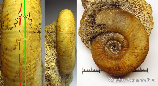 Indosphinctes, Indosphinctes nikitinoensis