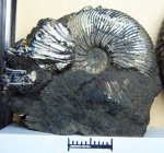 Virgatites cf. gerassimovi
