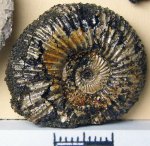Epivirgatites cf. bipliciformes