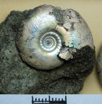 Garniericeras