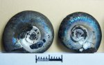 Kachpurites fulgens