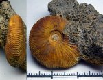 510020 - Kosmoceras sp.
