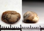 430068 - Ptychodus sp.