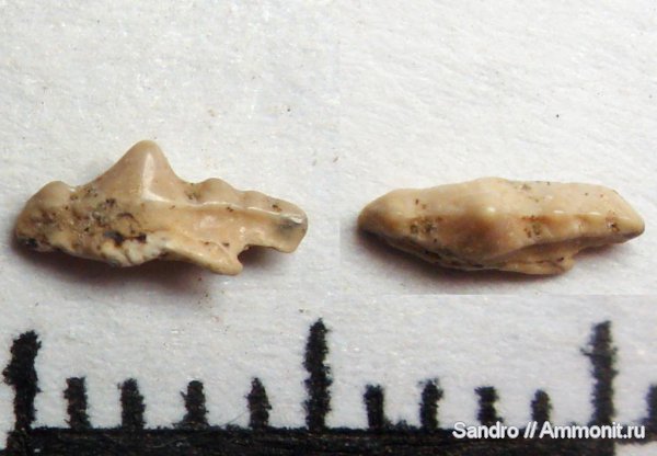 Acrodus