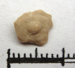 47A00004 - Discocyclina sp.