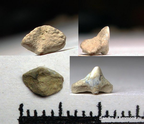 Squatina