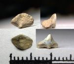 52A70002 - Squatina sp.