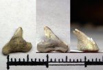 52A70004 - Physogaleus