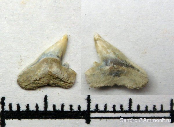 Physogaleus