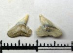 52A70005 - Physogaleus