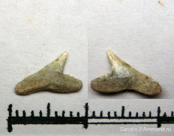 Physogaleus