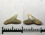 52A70006 - cf. Physogaleus
