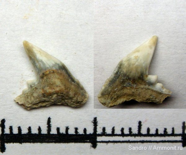 ?, Physogaleus