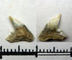52A70007 - Physogaleus sp.