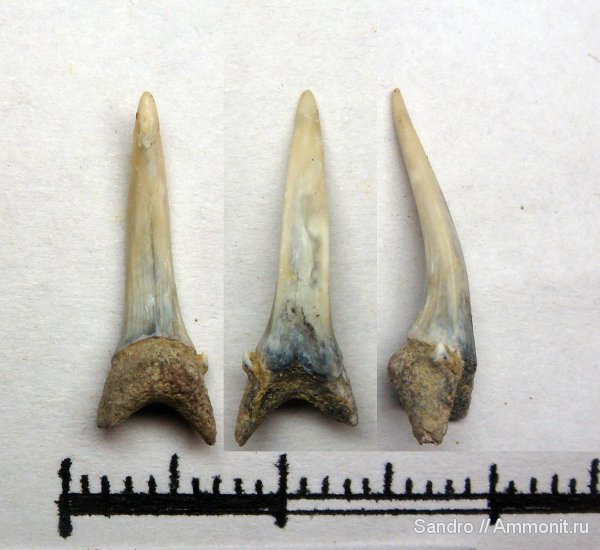 Striatolamia