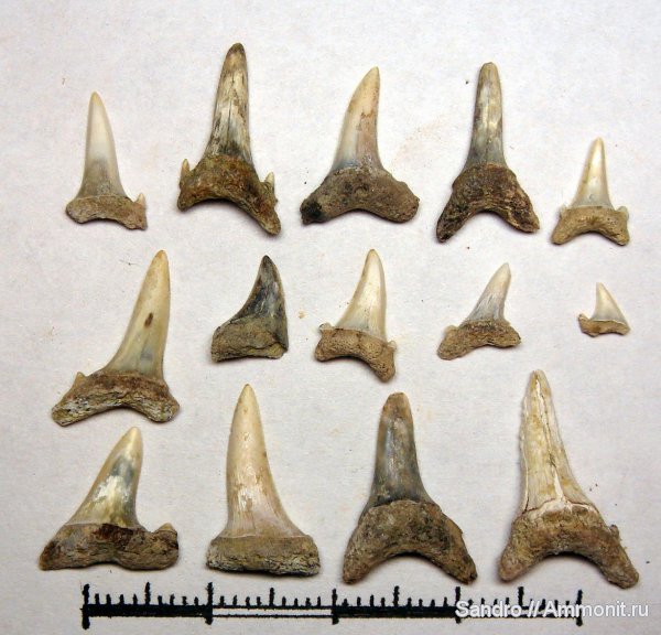 Lamniformes