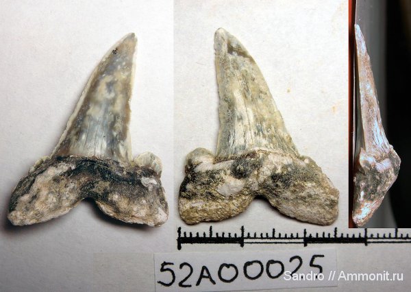 Striatolamia