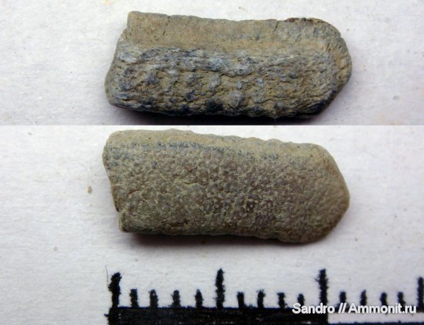Myliobatiformes