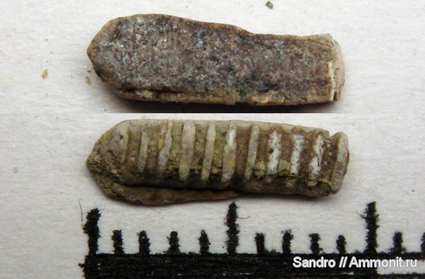 Myliobatiformes
